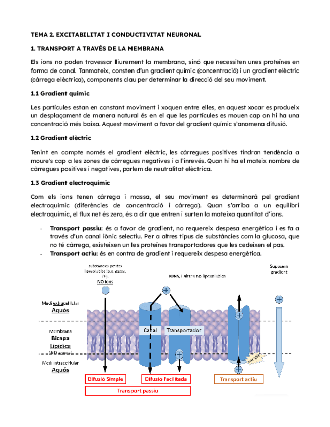 Miniatura del documento T2.-EXCITABILITAT-I-CONDUCTIVITAT-NEURONAL.pdf