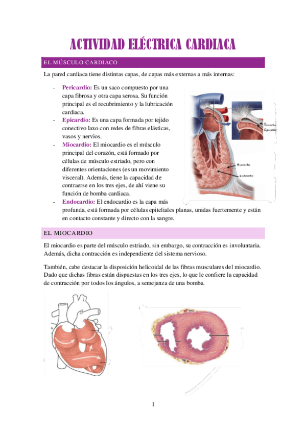 Miniatura del documento ACTIVIDAD-ELECTRICA-CARDIACA.pdf