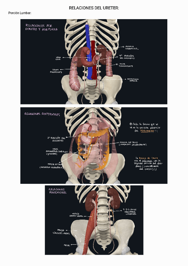 Miniatura del documento RELACIONES-URETER.pdf