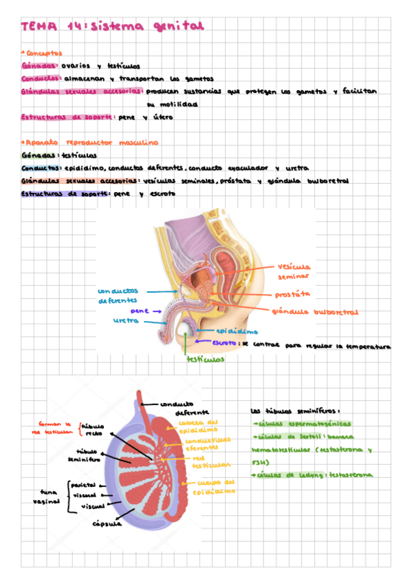 Miniatura del documento anatomia-T14-ANATOMIA-DEL-SISTEMA-GENITAL.pdf