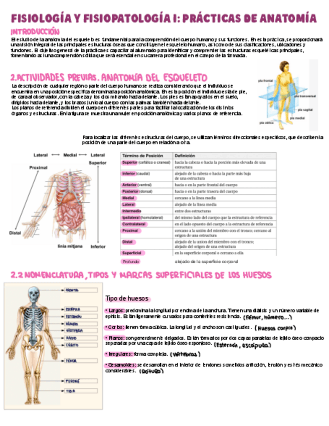 Miniatura del documento Practiques-anatomia-TODO.pdf