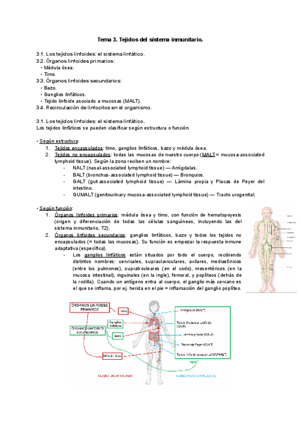 Miniatura del documento Tema-3-Inmunologia.pdf