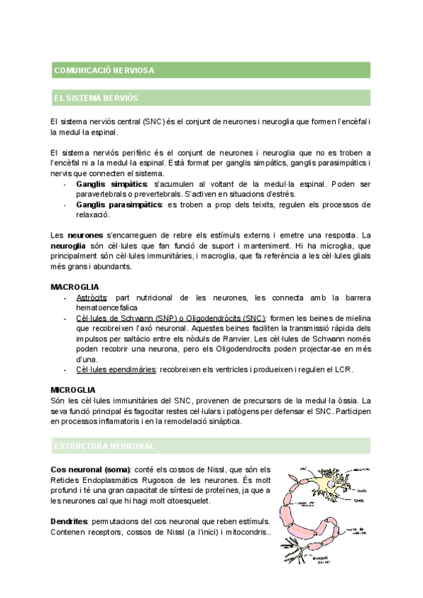 Miniatura del documento T3-COMUNICACIO-NERVIOSA.pdf