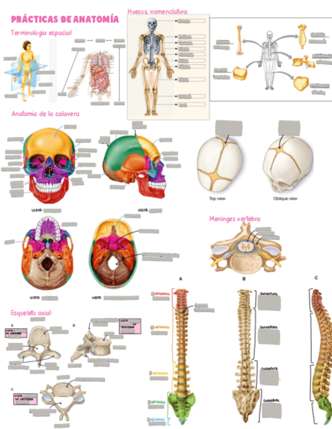 Miniatura del documento Imagenes-de-PRACTICAS-para-estudiar-con-SOLUCIONES.pdf