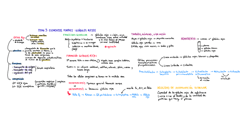 Miniatura del documento TEMA-3-ELEMENTOS-FORMES-GLOBULOS-ROJOS.pdf