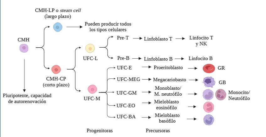 Miniatura del documento Esquema-hematopoyesis.png