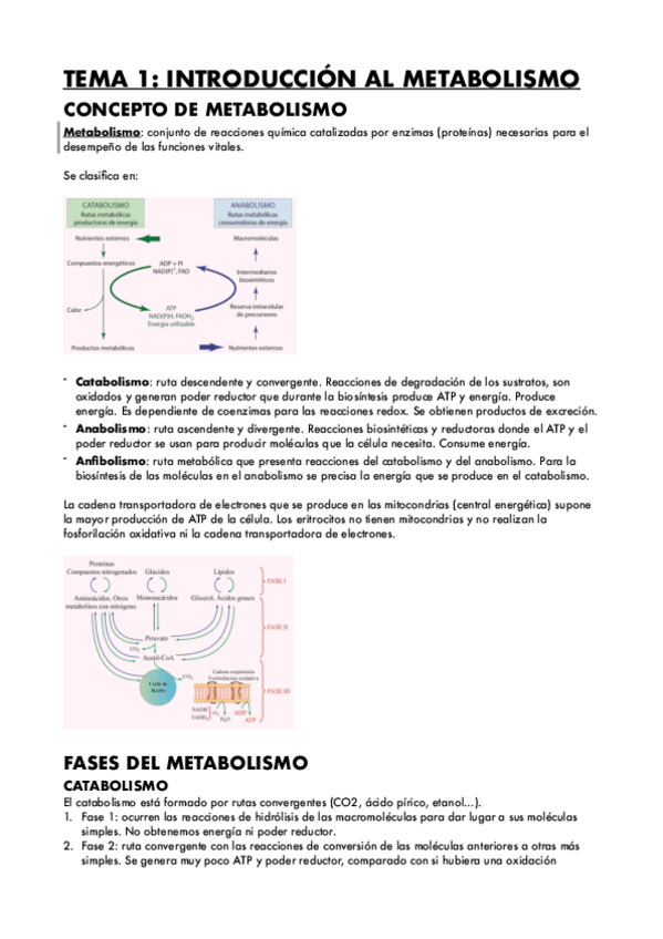 Miniatura del documento TEMA-1-INTRODUCCION-AL-METABOLISMO.pdf