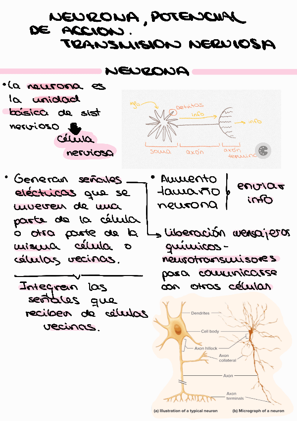 Miniatura del documento Tema1.2Neurona.pdf