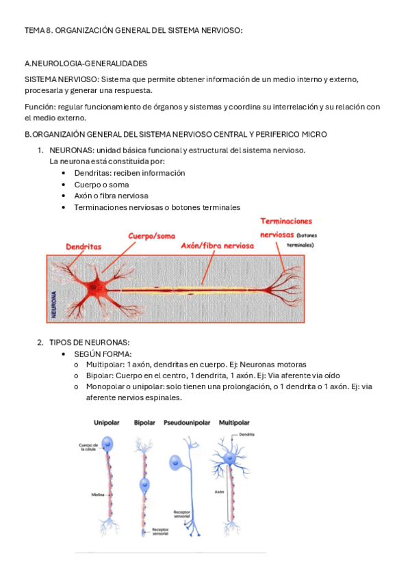 Miniatura del documento ANATOMIA-TEMA-8.pdf