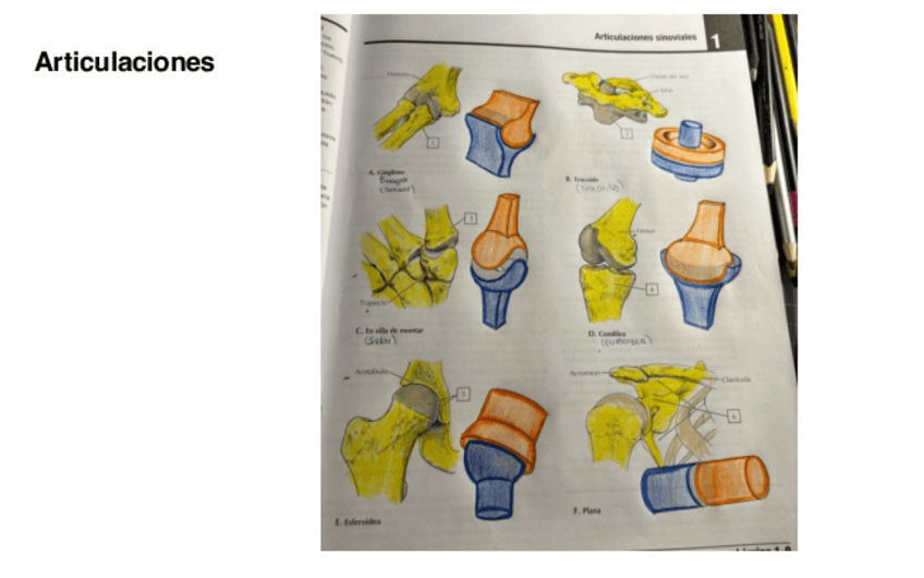 Miniatura del documento articulaciones.pdf