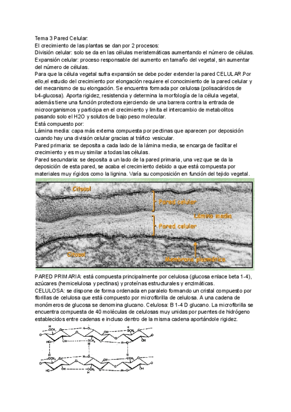 Miniatura del documento Tema-3-Pared-Celular.pdf
