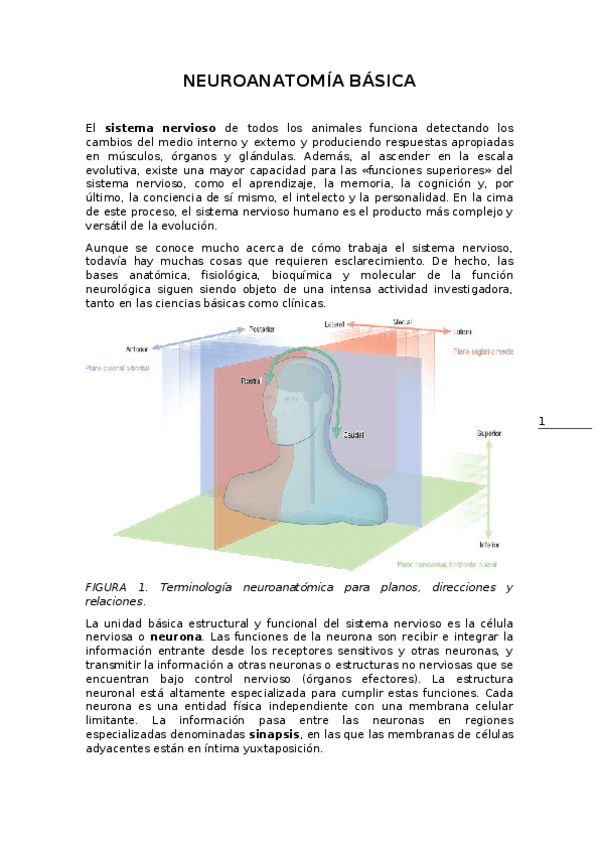 Miniatura del documento 7.-NEUROANATOMIA-BASICA.docx