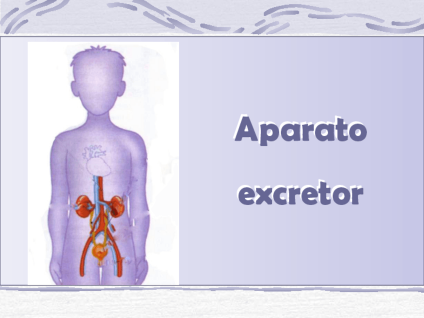 Miniatura del documento Aparato-excretor.pdf