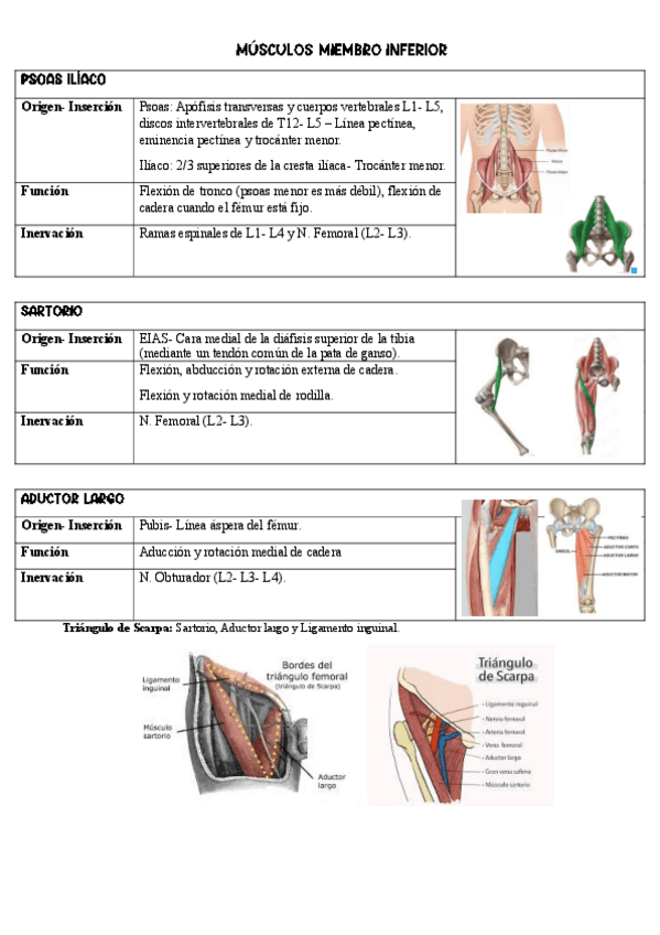 Miniatura del documento Musculos-MMII.pdf