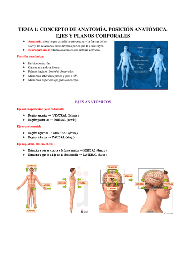 Miniatura del documento ANATOMIA-Tema-1.pdf