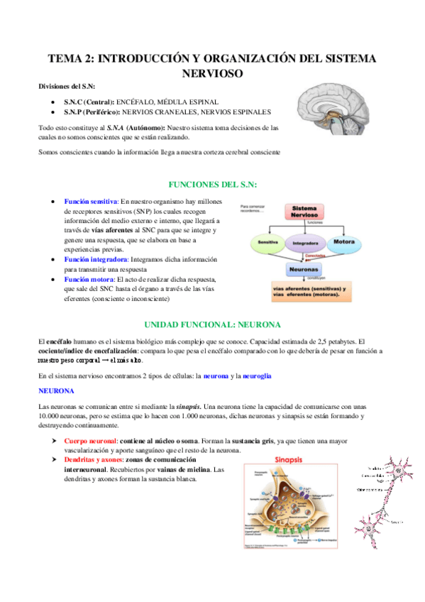 Miniatura del documento ANATOMIA-Tema-2.pdf