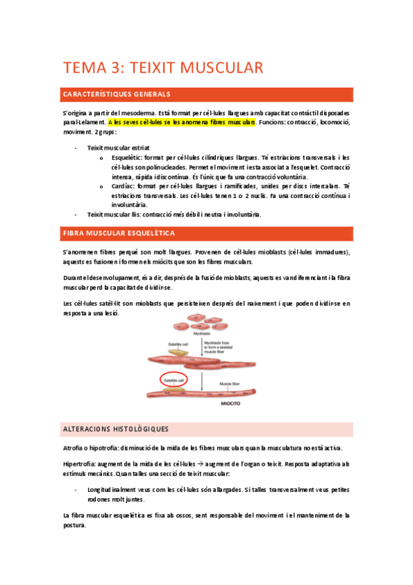 Miniatura del documento Tema-3-teixit-muscular.pdf