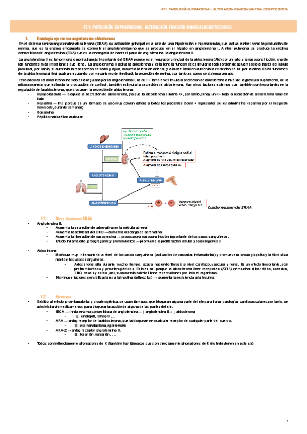 Miniatura del documento T11-PATOLOGIA-SUPRARRENAL-ALTERACION-FUNCION-MINERALOCORTICOIDES-.pdf