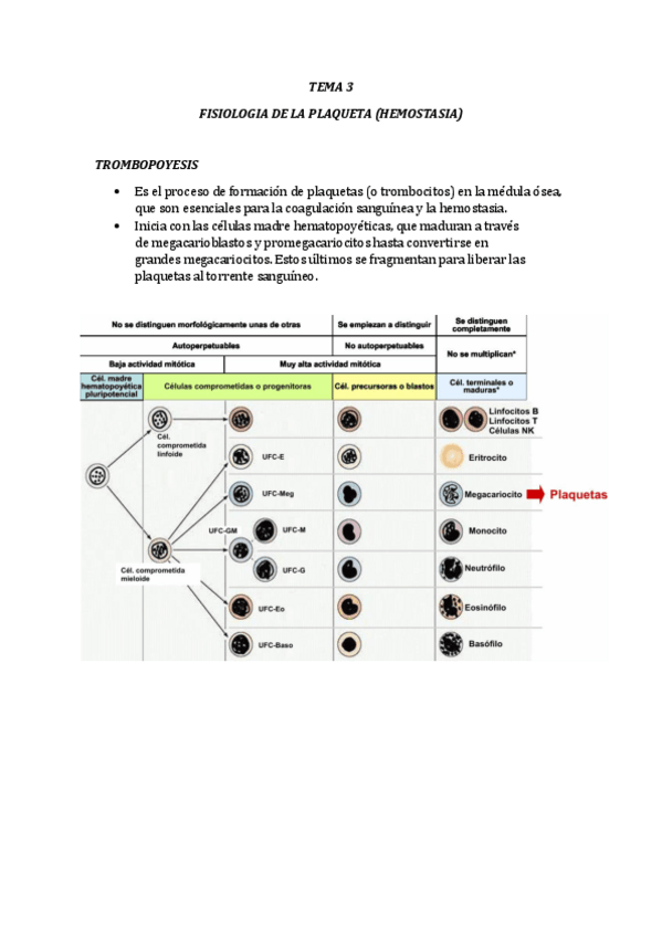 Miniatura del documento TEMA-3-FISIOLOGIA-DE-LA-PLAQUETA-HEMOSTASIA.pdf