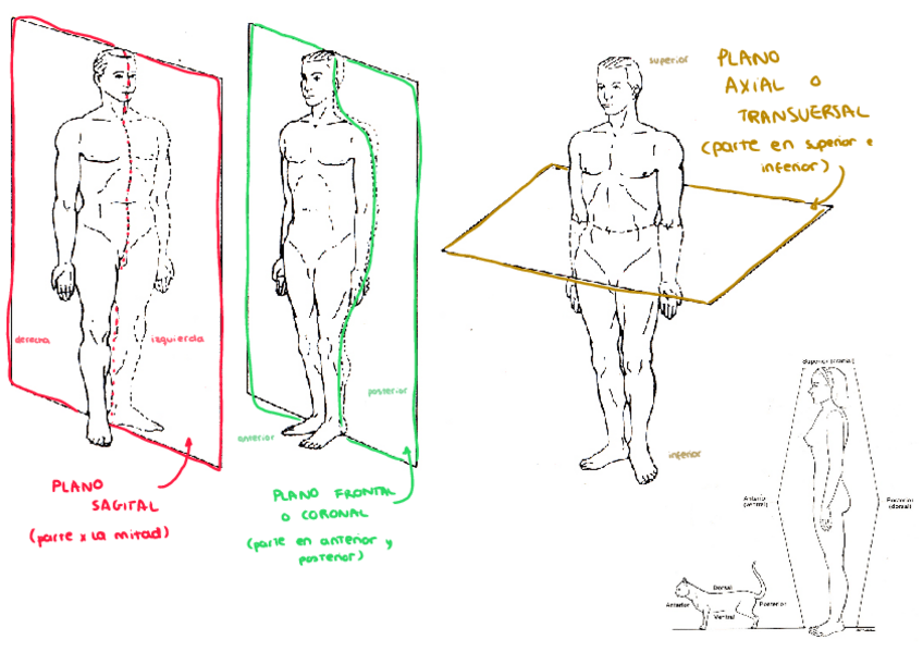 Miniatura del documento Practicas-anatomia-embriologia-y-posiciones.pdf