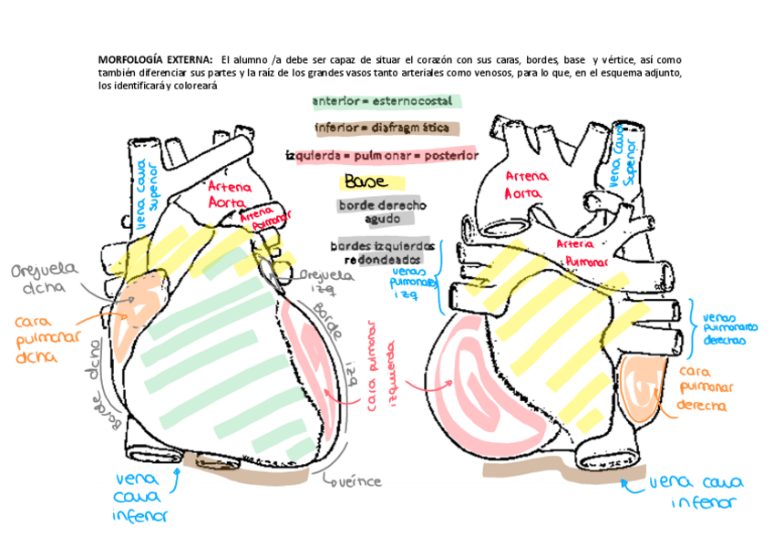 Miniatura del documento Practica-anatomia-circulatorio.pdf