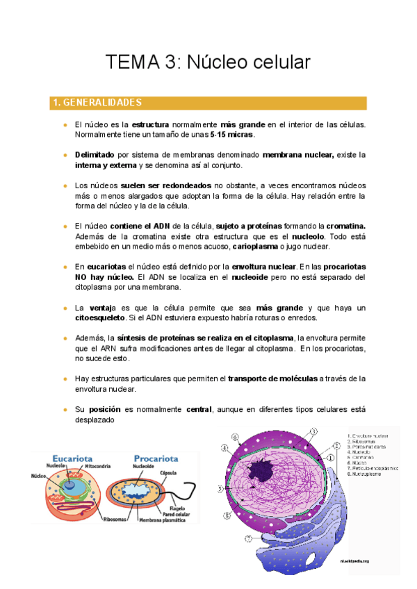 Miniatura del documento TEMA-3-Nucleo-celular.pdf
