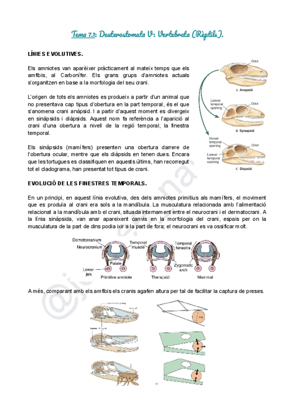Miniatura del documento Tema 7.1 (Zoología II).pdf