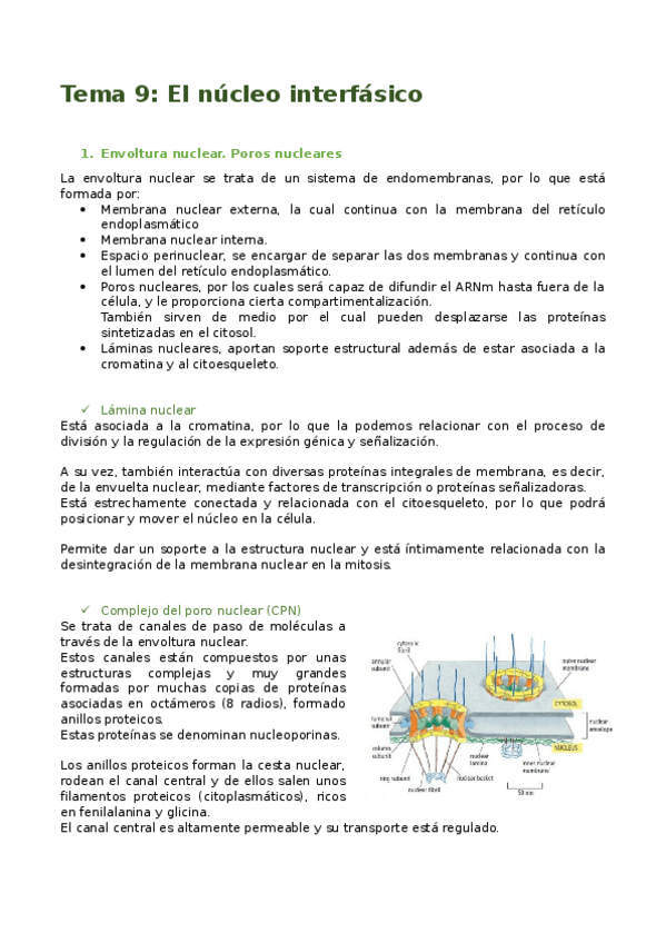 Miniatura del documento Tema-9.-EL-NUCLEO-INTERFASICO.docx