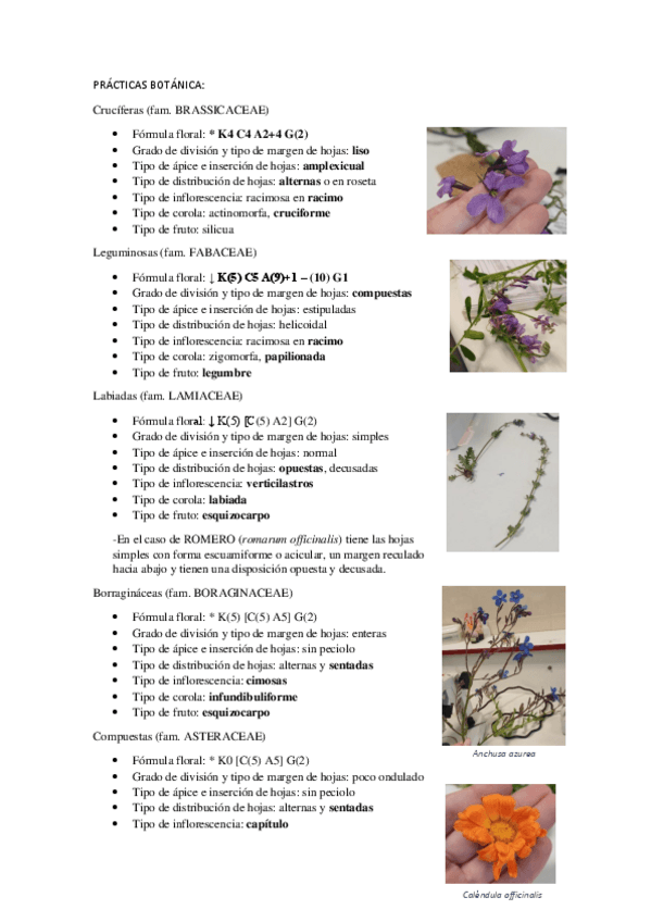Miniatura del documento PRACTICAS-BOTANICA.pdf