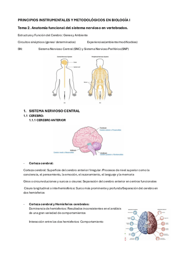 Miniatura del documento TEMA-2-Anatomia-funcional-del-sistema-nervioso-en-vertebrados.pdf