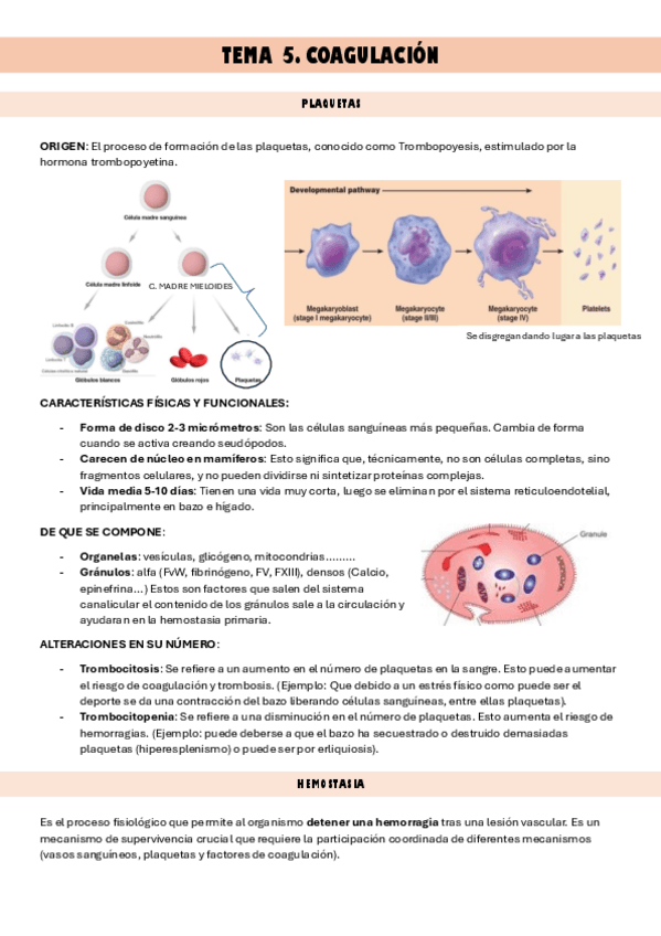 Miniatura del documento T6.Coagulacion.pdf