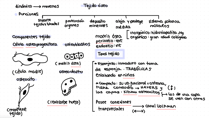 Miniatura del documento IMG2894.jpeg