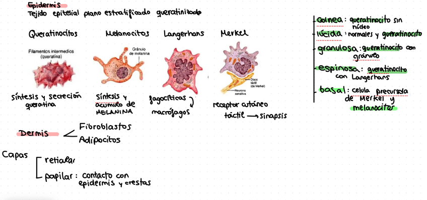 Miniatura del documento IMG2901.jpeg