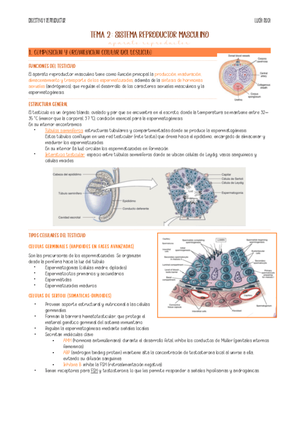 Miniatura del documento apunts-tema-2-reproductor.pdf