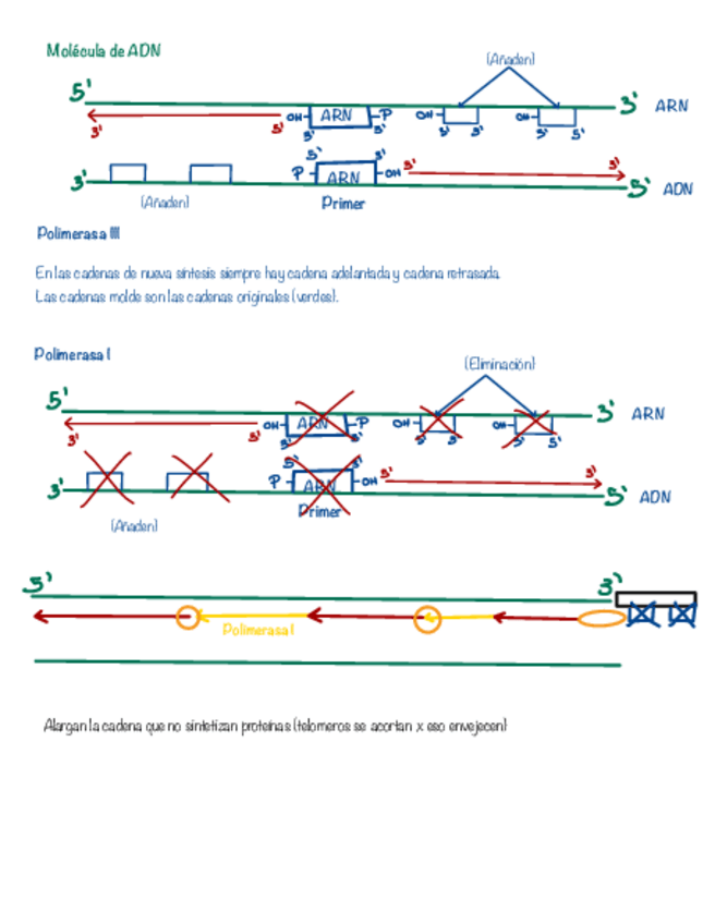 Miniatura del documento Molecula-de-ADN.pdf