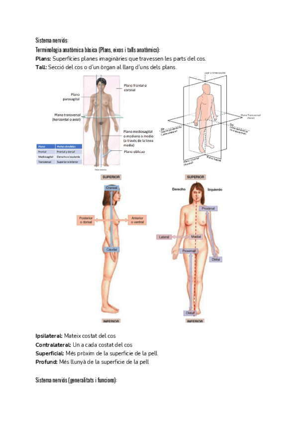 Miniatura del documento Sistema-nervioso.pdf