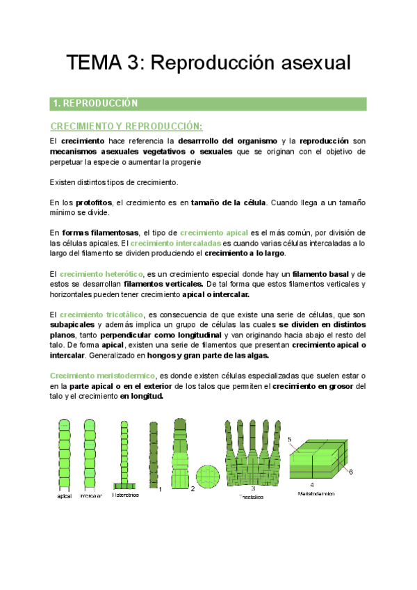 Miniatura del documento TEMA-3-Reproduccion-asexual.pdf