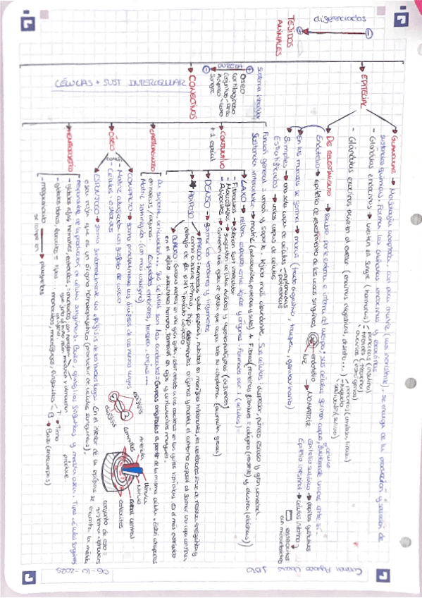 Miniatura del documento Tejidos-animales.pdf