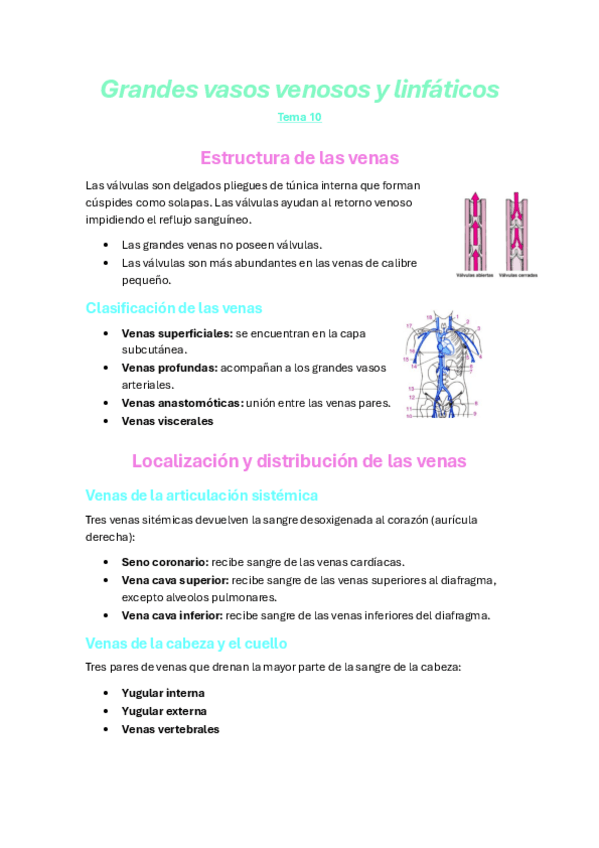 Miniatura del documento Tema-10-Anatomia-apuntes.pdf