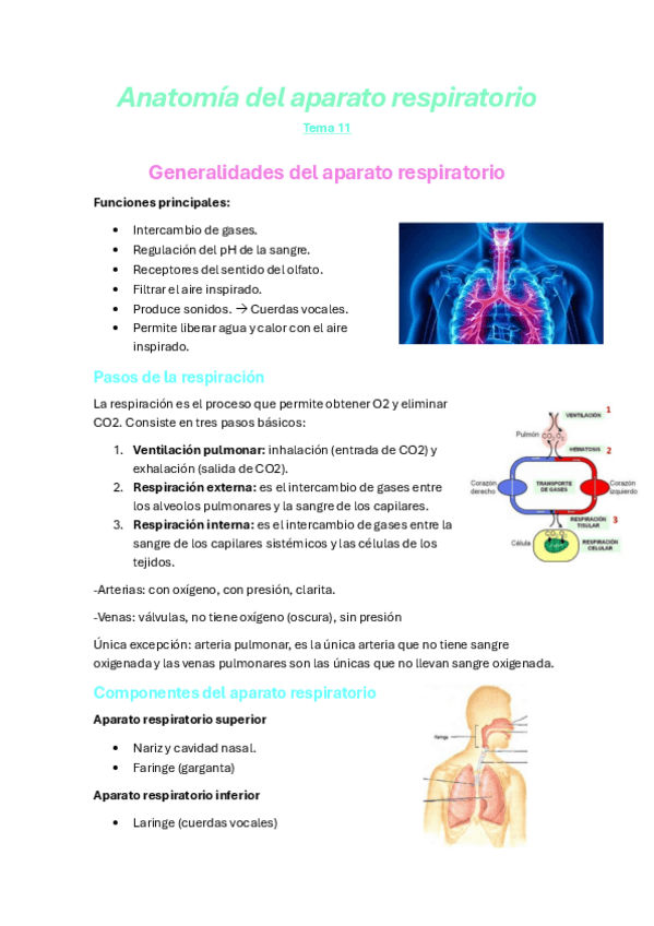 Miniatura del documento Tema-11-Anatomia-apuntes.pdf