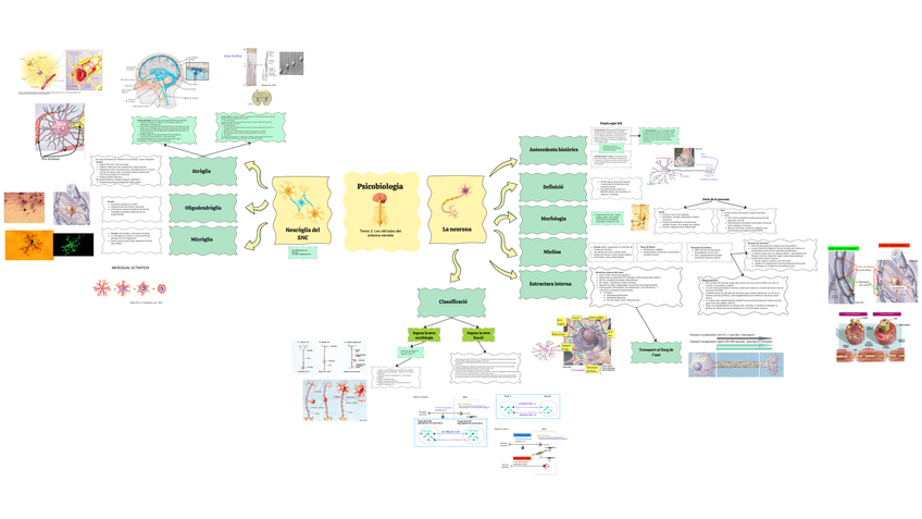 Miniatura del documento Fonaments-de-Psicobiologia-1-Esquema.png