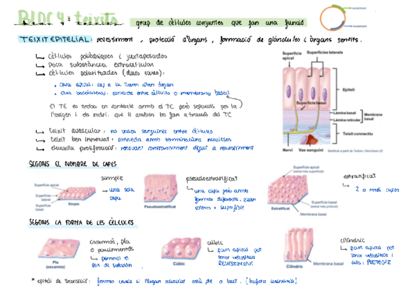 Miniatura del documento T.4-TEIXITS.pdf