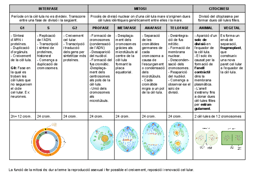 Miniatura del documento MITOSI-I-MEIOSI.pdf