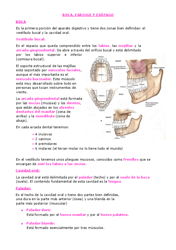 Miniatura del documento 6.-BOCA-FARINGE-Y-ESOFAGO.pdf