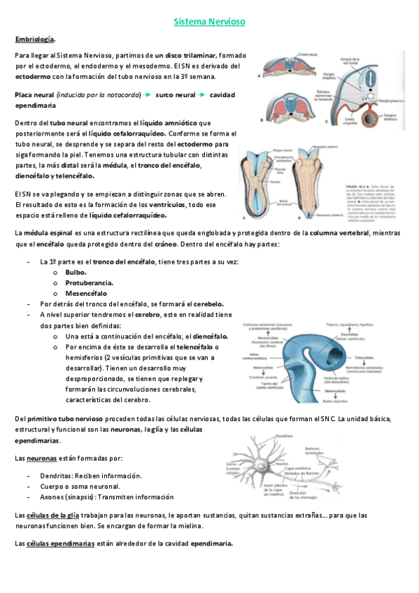 Miniatura del documento 12.-SISTEMA-NERVIOSO.pdf