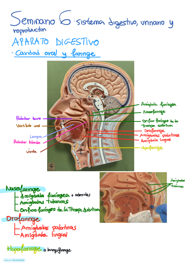 Miniatura del documento Seminario-Anato6-1.pdf