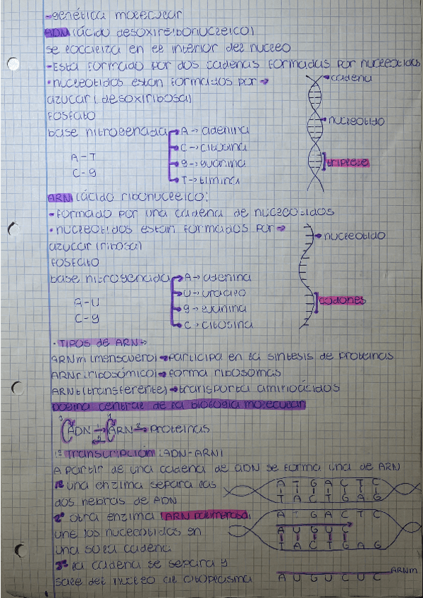 Miniatura del documento genetica-molecular.pdf