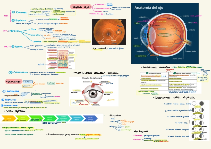 Miniatura del documento Esquemas-Oftalmo-1.pdf