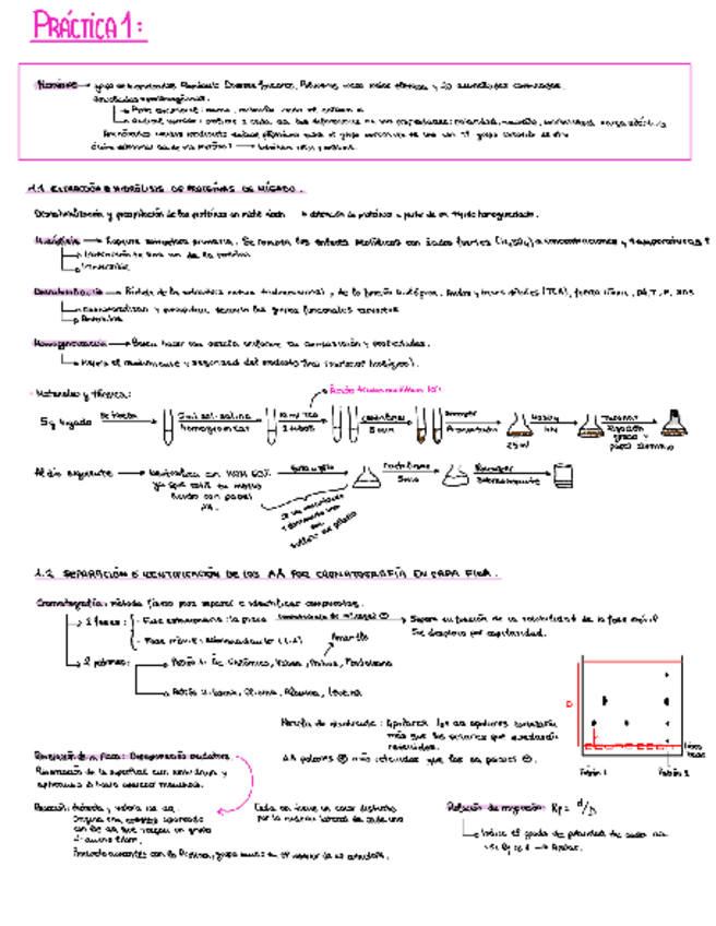 Miniatura del documento PRACTICAS-COMPLETAS.pdf