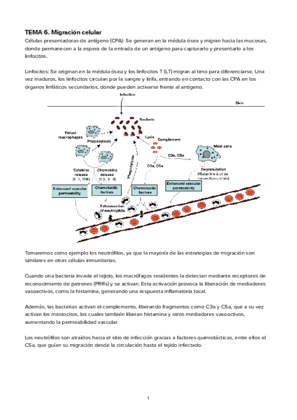 Miniatura del documento TEMA-6Migracion-celular.pdf